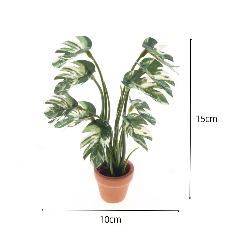 Nuovo. 1 Pezzo Pianta Verde Mo - Us Bonsai Garden recensione e prezzo
